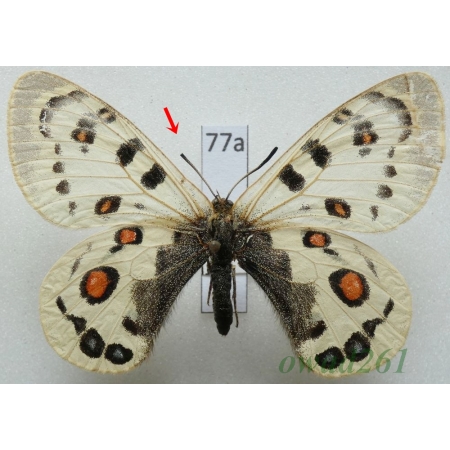 Parnassius széchenyii subsp. evacaki Schulte, 1992 China77a